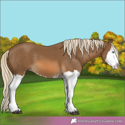 Horse Color:Chocolate Palomino Splash 