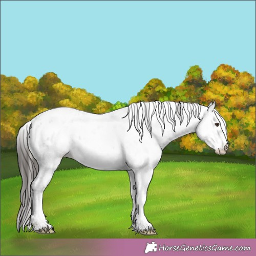 Horse Color:Liver Chestnut Sabino 