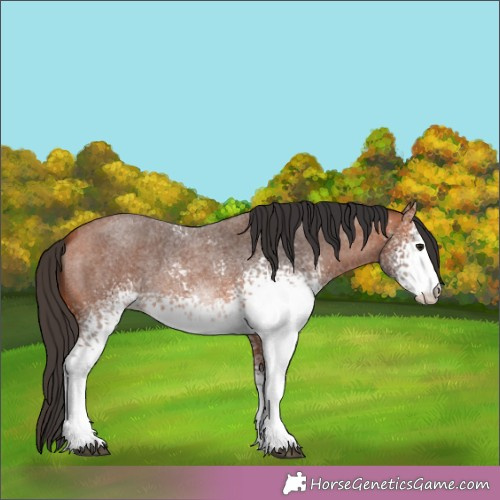 Horse Color:White Spotted Bay Roan 