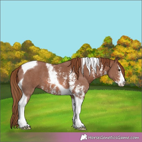 Horse Color:Chestnut Sabino Tobiano 