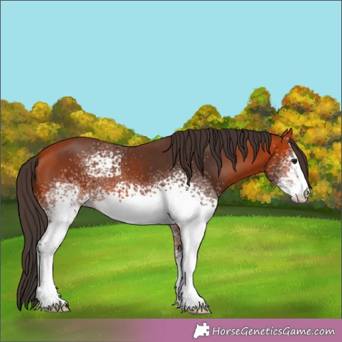 Horse Color:White Spotted Bay 