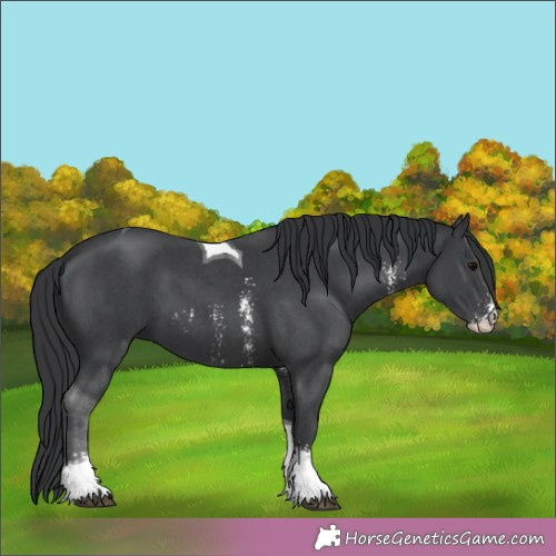 Horse Color:Black Sabino Tobiano 