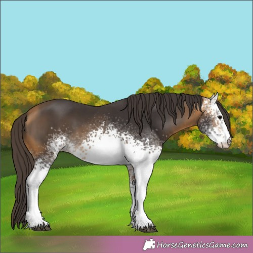 Horse Color:White Spotted Buckskin 