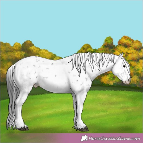 Horse Color:Black Sabino 