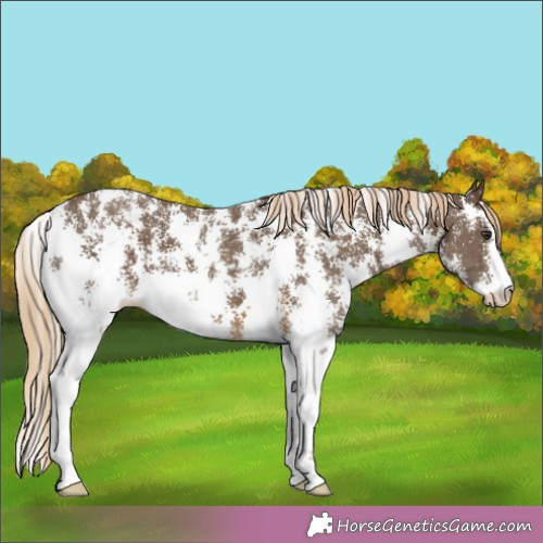 Horse Color:Chocolate Palomino Sabino 