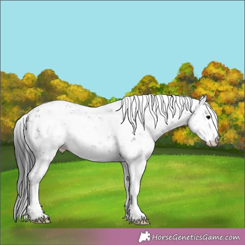 Horse Color:Black Sabino Appaloosa 
