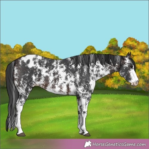 Horse Color:Brown Sabino Appaloosa 