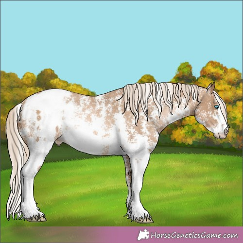 Horse Color:Chocolate Palomino Pearl Sabino Appaloosa Rabicano 