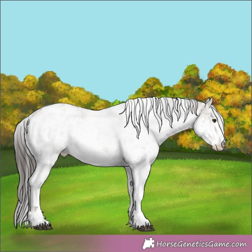 Horse Color:White Spotted Liver Red Dun Sabino Appaloosa 