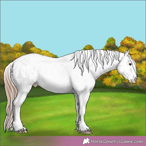Horse Color:Liver Chestnut Sabino 