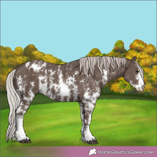 Horse Color:Silver Black Sabino Appaloosa Rabicano 