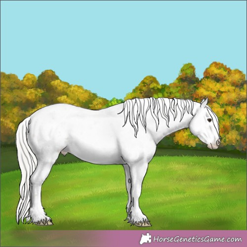 Horse Color:Chestnut Mushroom Sabino 