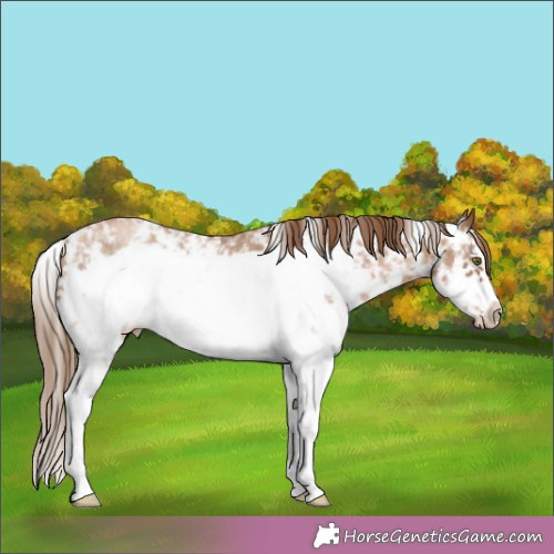 Horse Color:Liver Chestnut Pearl Sabino Frame Rabicano 