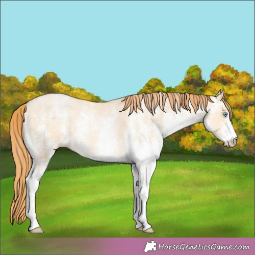 Horse Color:White Spotted Buckskin Pearl Dun