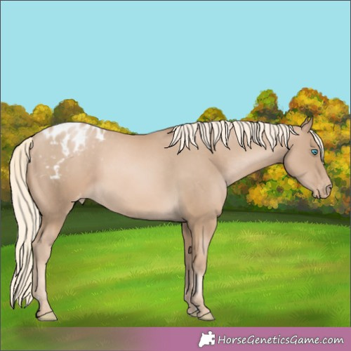 Horse Color:Chocolate Palomino Pearl Appaloosa Rabicano 