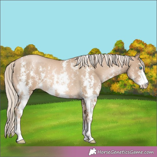 Horse Color:Chocolate Palomino Pearl Sabino Appaloosa 