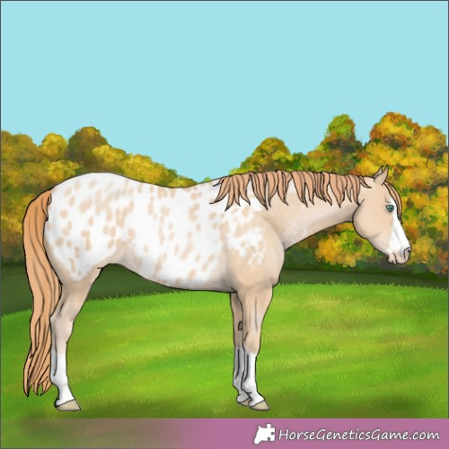 Horse Color:Smoky Black Pearl Appaloosa 
