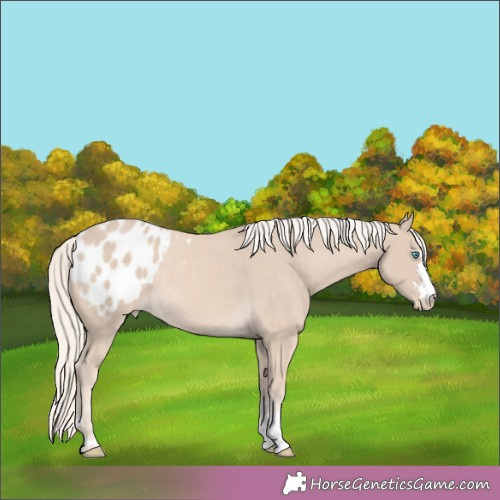 Horse Color:Cremello Appaloosa Rabicano 