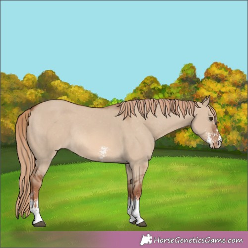 Horse Color:Red Dun Sabino Appaloosa Rabicano 
