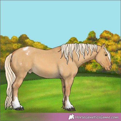 Horse Color:Palomino Dun Sabino Appaloosa Rabicano 