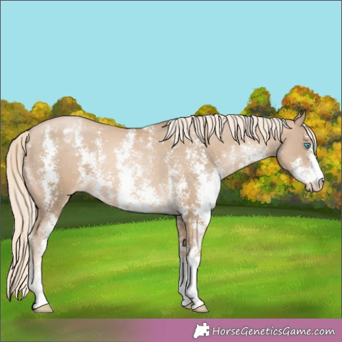 Horse Color:Chocolate Palomino Pearl Sabino Appaloosa Rabicano 