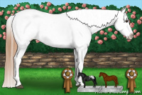 Horse Color:Chestnut Snowcap 