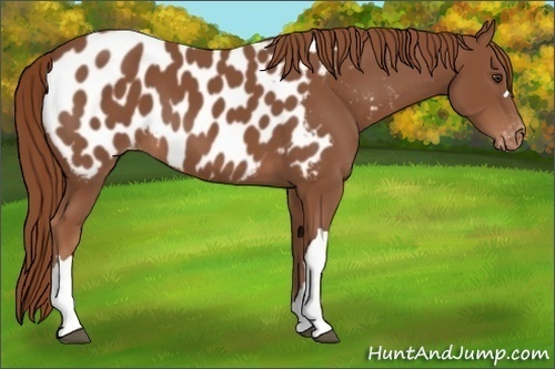Horse Color: Chestnut Blanket 