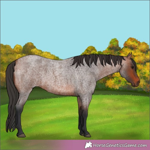 Horse Color:Brown Roan Rabicano  Brindle