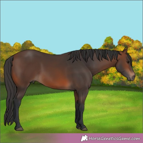 Horse Color:Brown Rabicano  Brindle