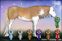 Horse Color:Chestnut Sabino Splash 