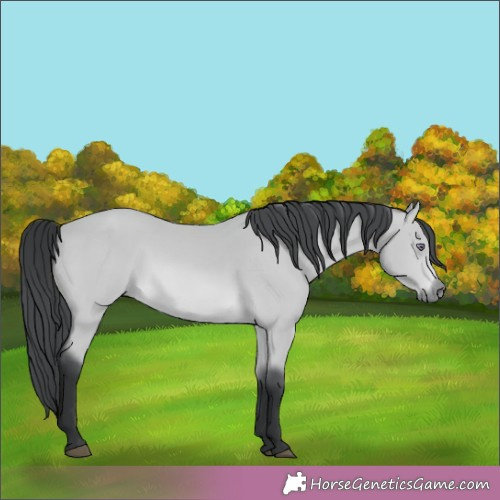 Horse Color:Bay Chinchilla 