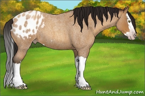 Horse Color:Gray Amber Champagne Roan Splash Appaloosa 