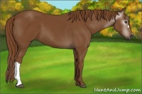 Horse Color:Gray Chestnut 