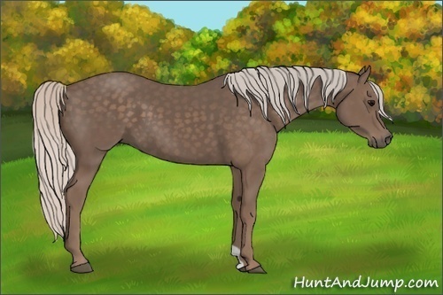 Horse Color: Silver Black 