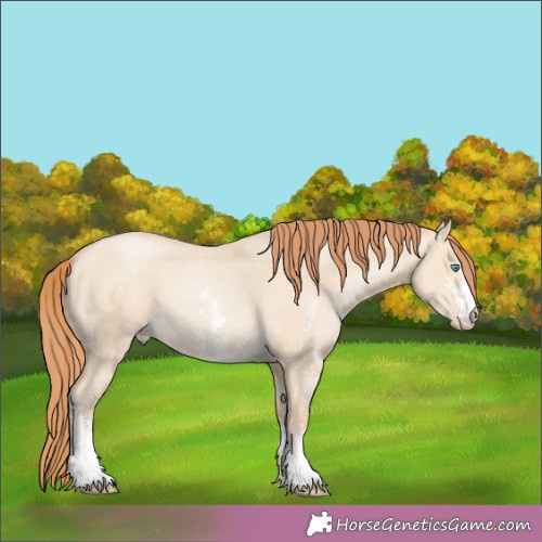 Horse Color:Buckskin Pearl Dun Sabino 