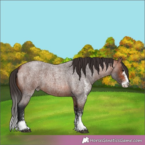 Horse Color:White Spotted Brown Roan