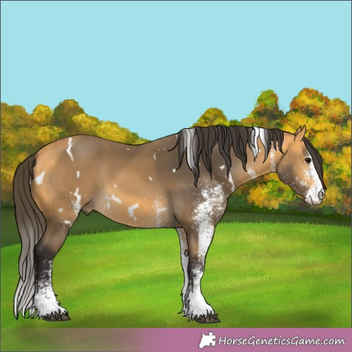 Horse Color:White Spotted Buckskin 