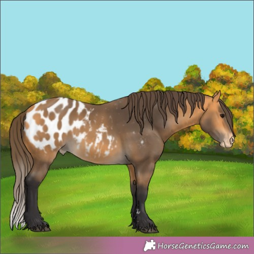 Horse Color:Buckskin Appaloosa 