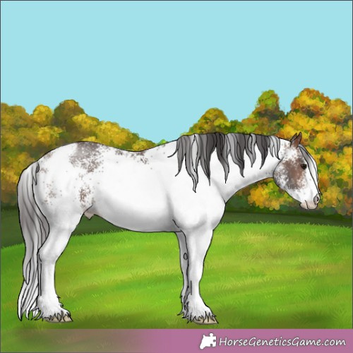 Horse Color:White Spotted Brown