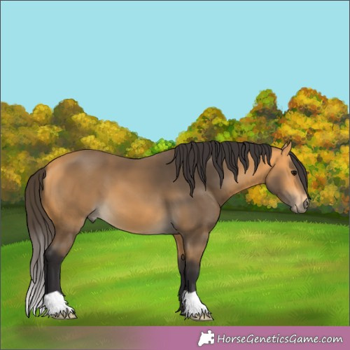 Horse Color:Buckskin 