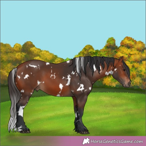 Horse Color:White Spotted Brown 