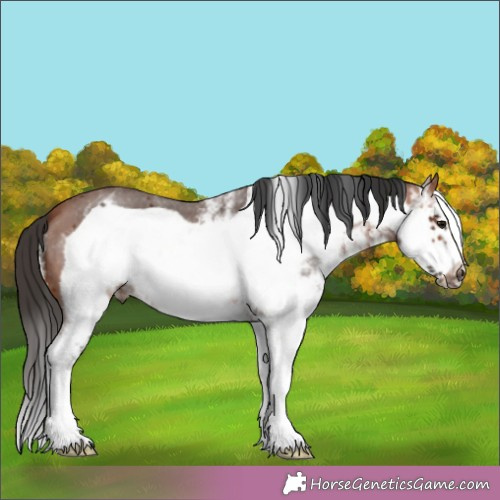 Horse Color:White Spotted Brown Frame 