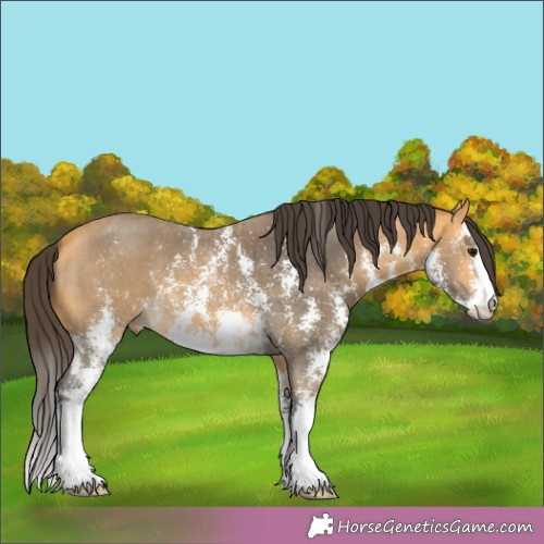 Horse Color:Buckskin Sabino 