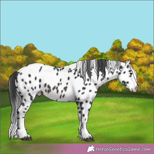 Horse Color:Brown Appaloosa 