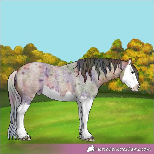 Horse Color:Nacre Bay Roan Splash 