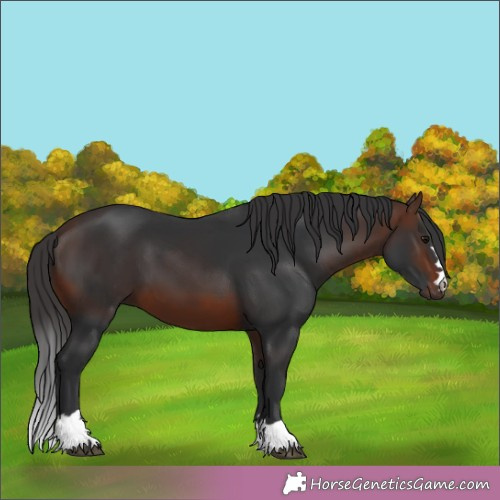 Horse Color:Brown 