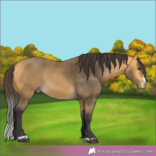 Horse Color:Buckskin 