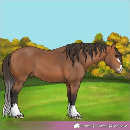 Horse Color:Bay 
