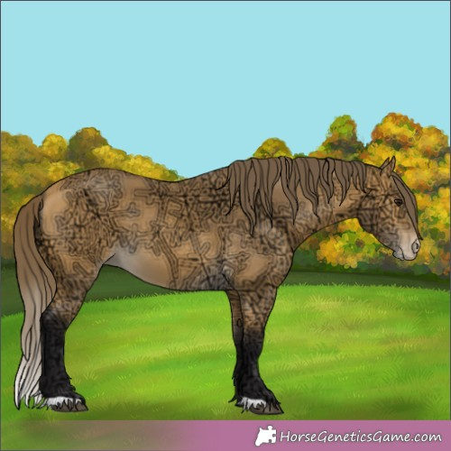 Horse Color:Buckskin Ice Appaloosa 