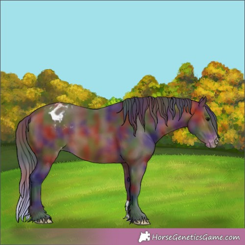 Horse Color:Nacre Brown Appaloosa 